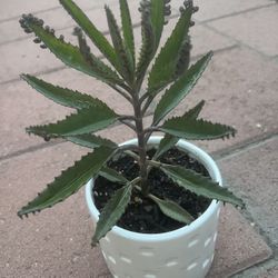 Homegrown beautiful mother of thousand succulents plant in white ceramic pot 