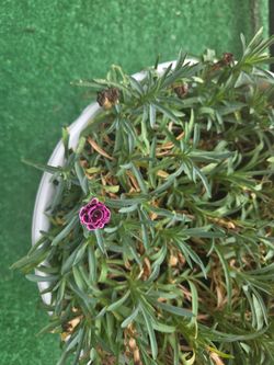 Mini carnation potted plant
