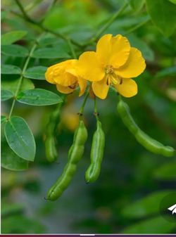 Trade Senna plants seedlings