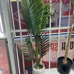 3 Haiphong Palm Tree