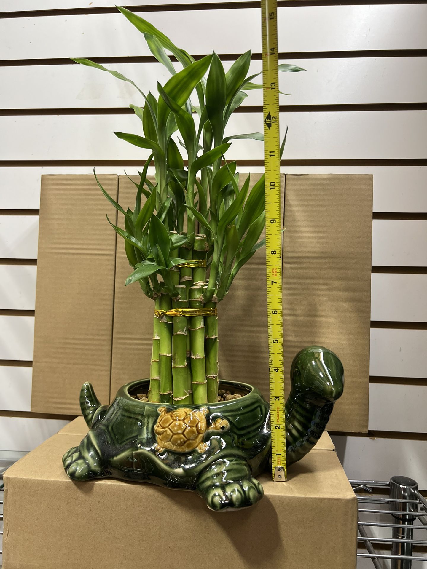 Bamboo Plant And Vase 
