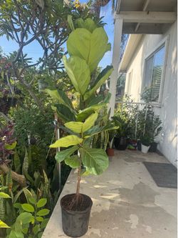 Fiddle leaf fig almost 5ft