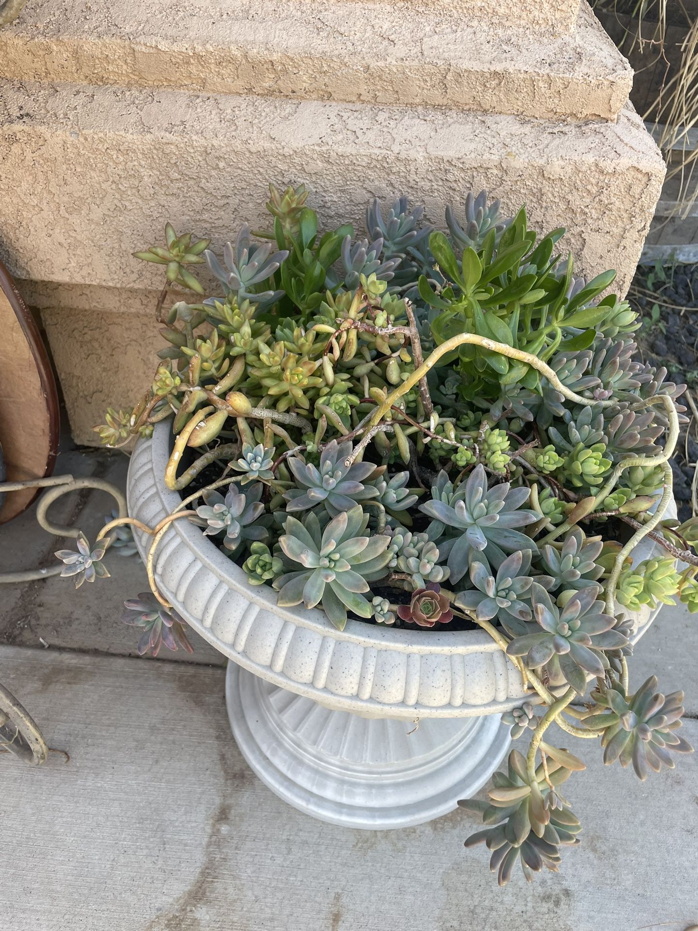 Beautiful Arrangement Of Succulents 
