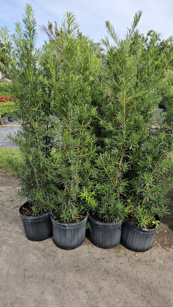 Podocarpus Over 6 Feet Tall Planted Instant Privacy Hedge Same Day Deivery And Installation 
