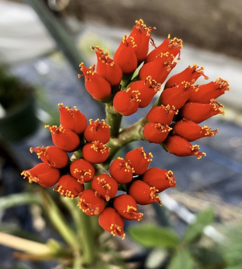 Euphorbia viguieri plant