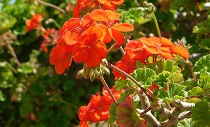 CUTTINGS of Orange colored palargonium Geraniums plant.