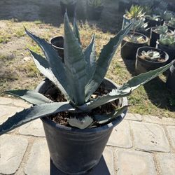 Agave Americana – 5 Gallon (6 Available)