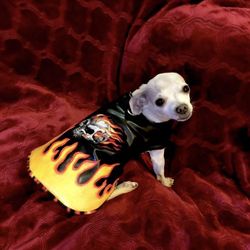 New Dog Jackets Clothes, Hot Rod, Biker