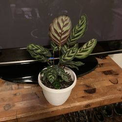 6” Pot Calathea This Exact Pot $19, Pick Up 3/4 Blocks From Mcgeorge Law School Saw $19/was$29