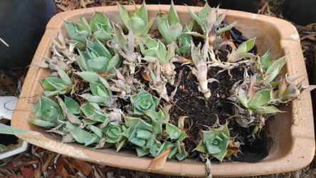 FREE Cabbage Head Agave Cactus pups offsets only (Agave parrasana) from mother plant