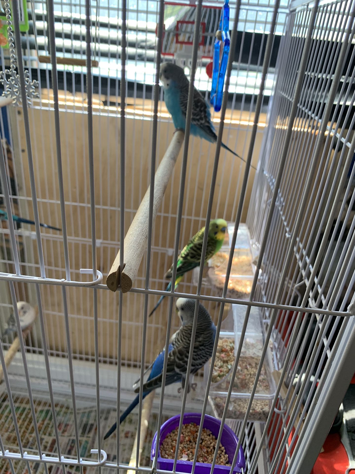 New Born Parakeets 