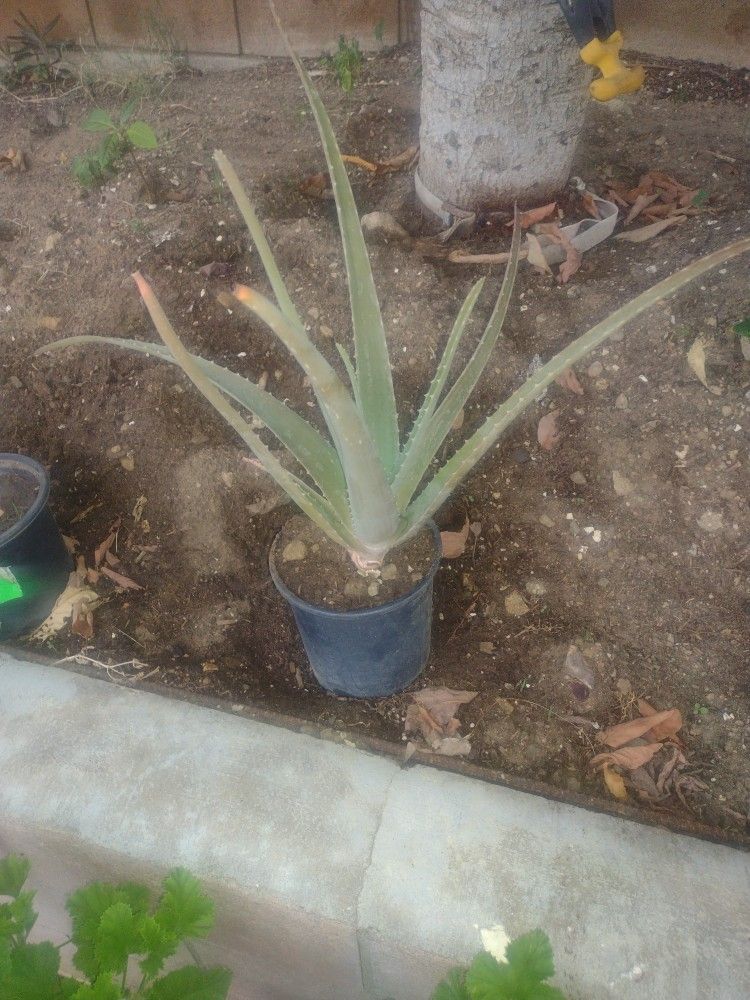 Free Aloe Vera Plant