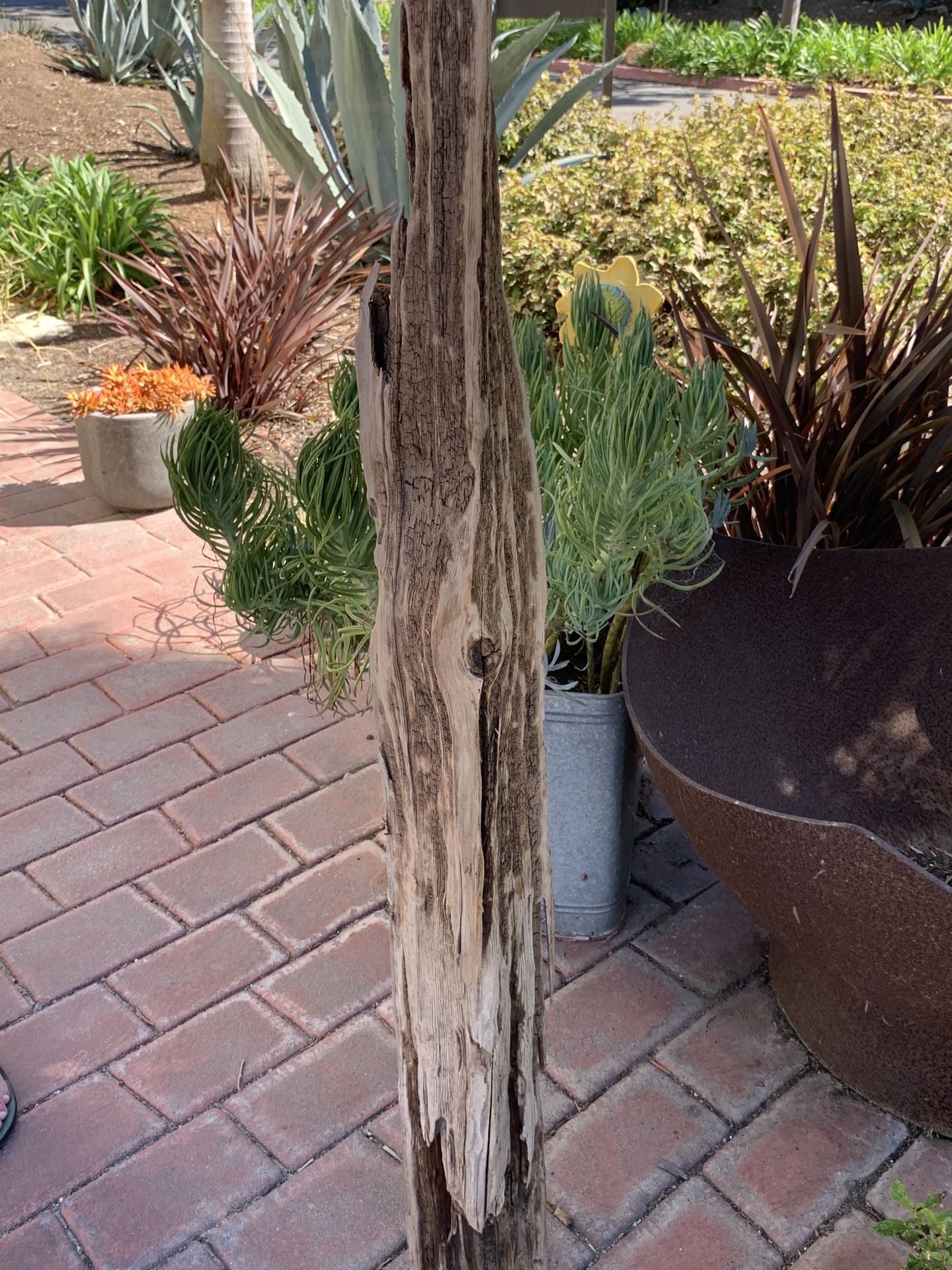 Large Driftwood