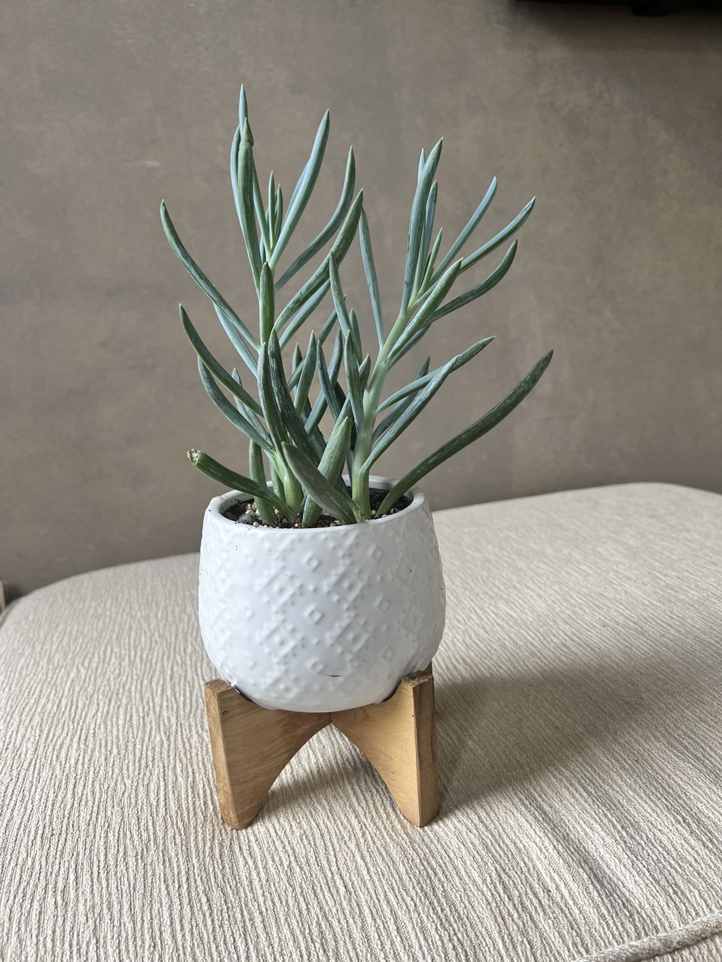 Fast Growing Succulent Houseplant 