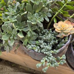 Variety Of Succulent Plants (2)