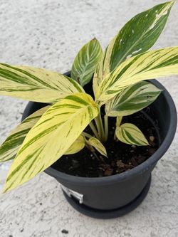 Beautiful plant & just like new planter