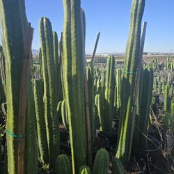 San Pedro Cactus 