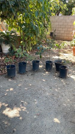 Avocado trees, /Arnold’s de aguacate