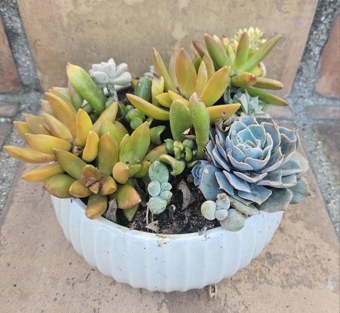 ENTIRE PLANTED POT / Dish Of SUCCULENTS