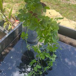 caudex plant Rare Caudex