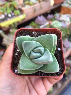 Crassula moonglow 2”