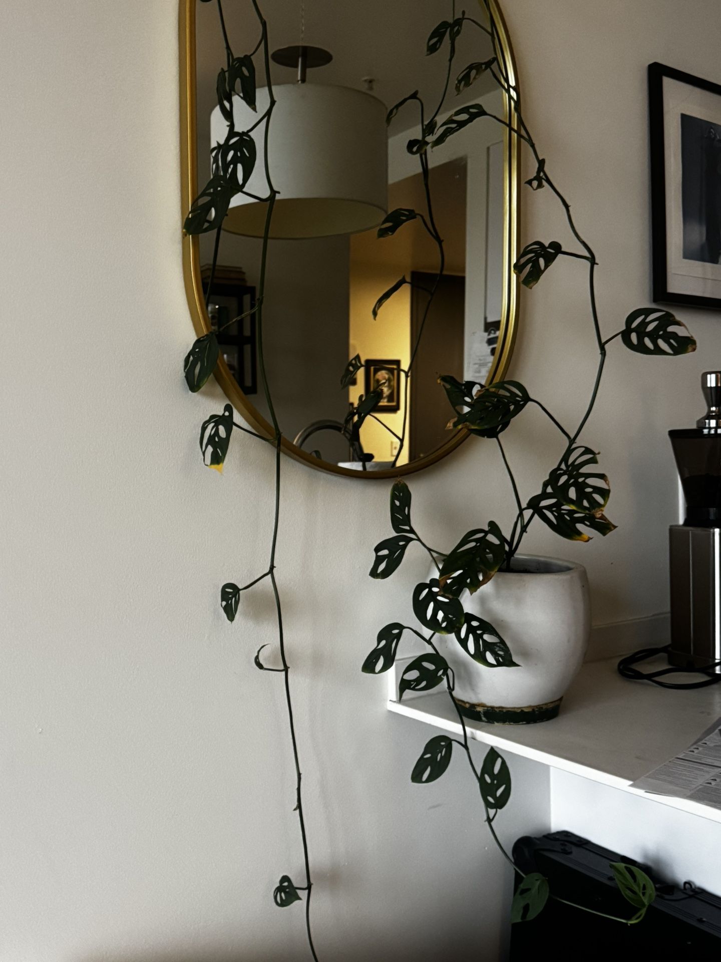 Plants - Various Sizes / Prices