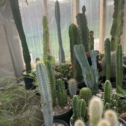 Plants 🪴 And Cactus Different Prices 