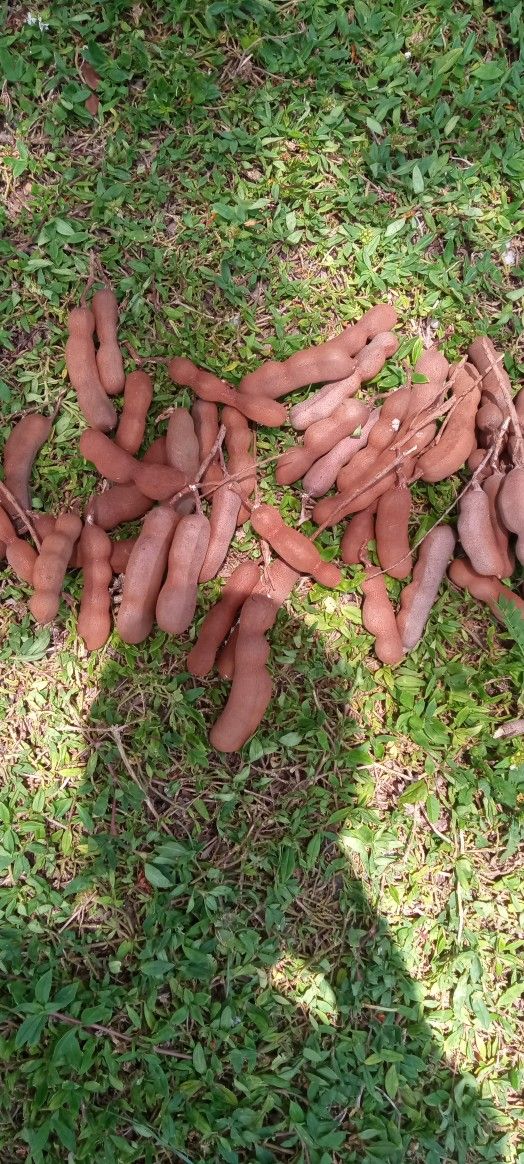 Tamarind Fruit