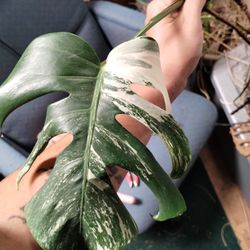 Monstera Albo Cuttings Rooted 