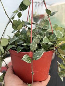 hoya krohniana splash | 6” | houseplant (pet safe)