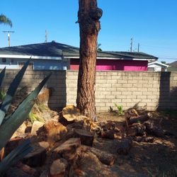 Firewood ..from pine tree..fresh cut