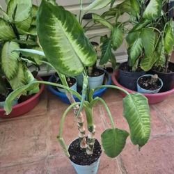 Money Plant Small Planters 5$ EACH