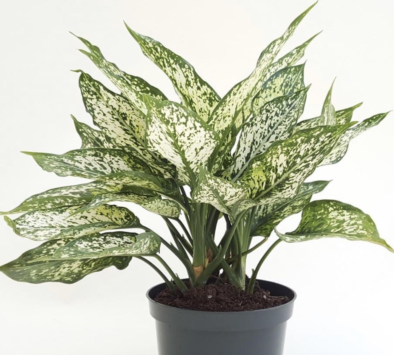 AGLAONEMA