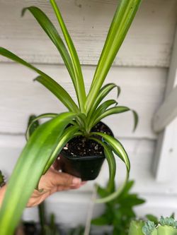 Spider plant 🪴 o laso de amor$4