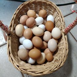 MALABAR:Fresh Chicken Eggs $4dozen/$3with Carton Exchange 