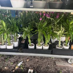 Small Lucky Bamboo In 4” Ceramic Pot. SPECIAL PRICE 🤩