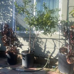Lime Plant For Sale