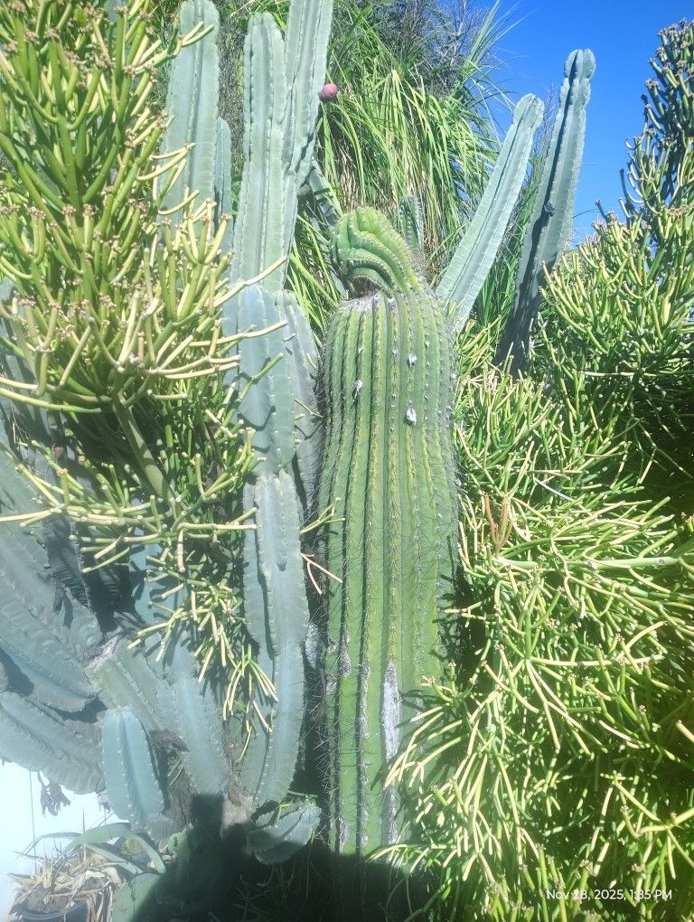 Fat Boy Cactus Plant
