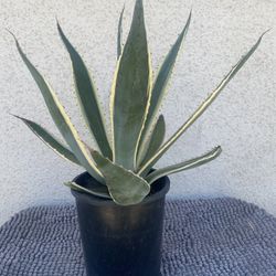 Agave Plant ..