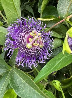 Pasiflora flor morada