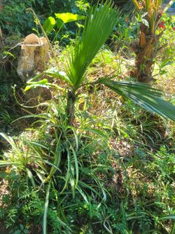Palm tree