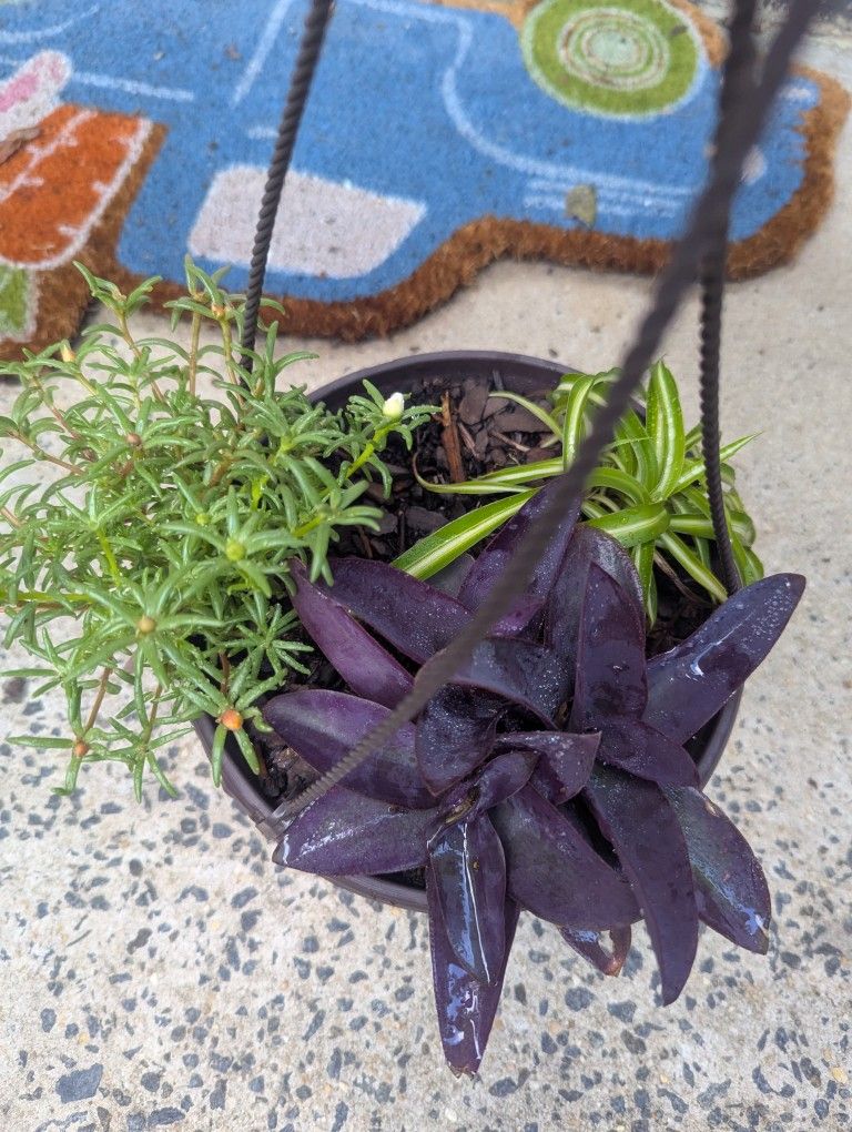 Hanging Plant Planter