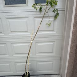 Moringa Tree