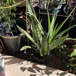 Snake Plant Or Senseveria $10 Each Indoor Plants