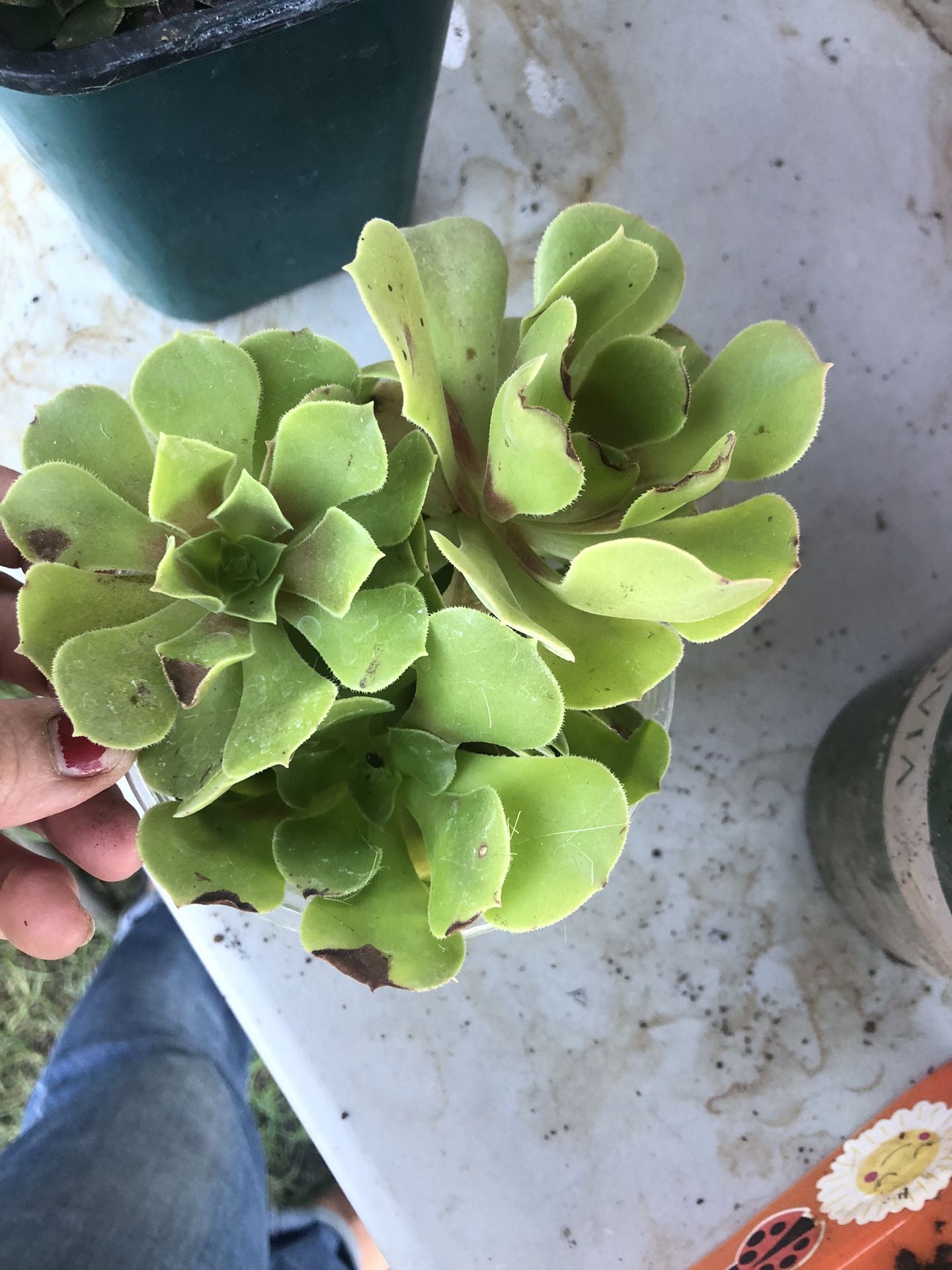 3 Succulent Plantain Pot