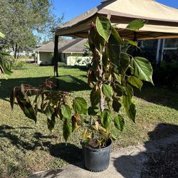 Acalypha Wilkesiana/Copperleaf Plant