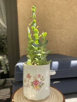 Teacup Succulent Arrangement 