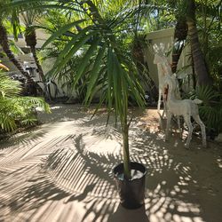 King  palm 7 ft. Tall