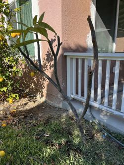 4ft Plumeria Tree