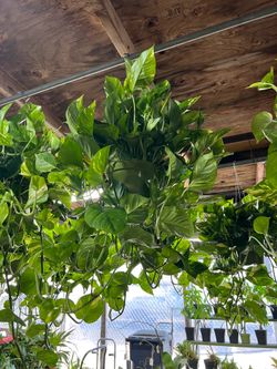 House plant Golden Pothos